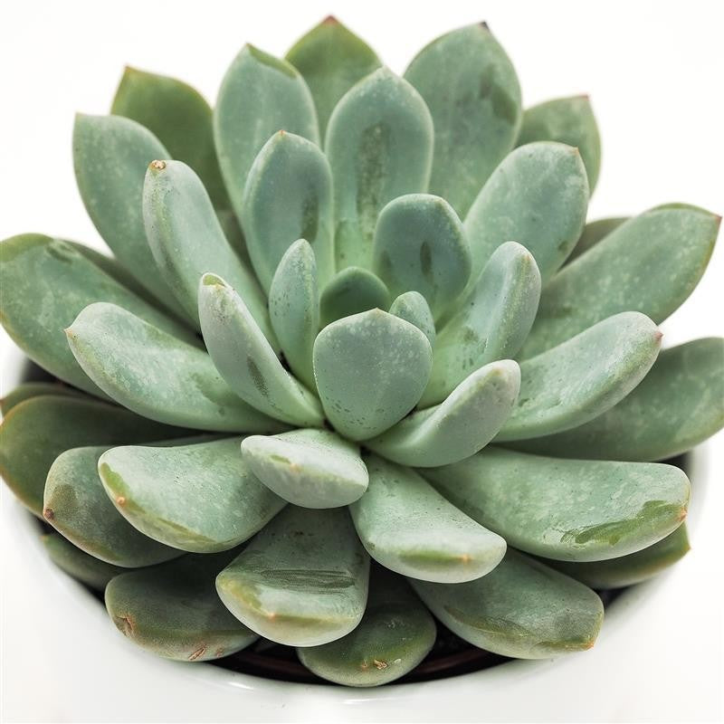 x Pachyveria Linda - 10,5cm