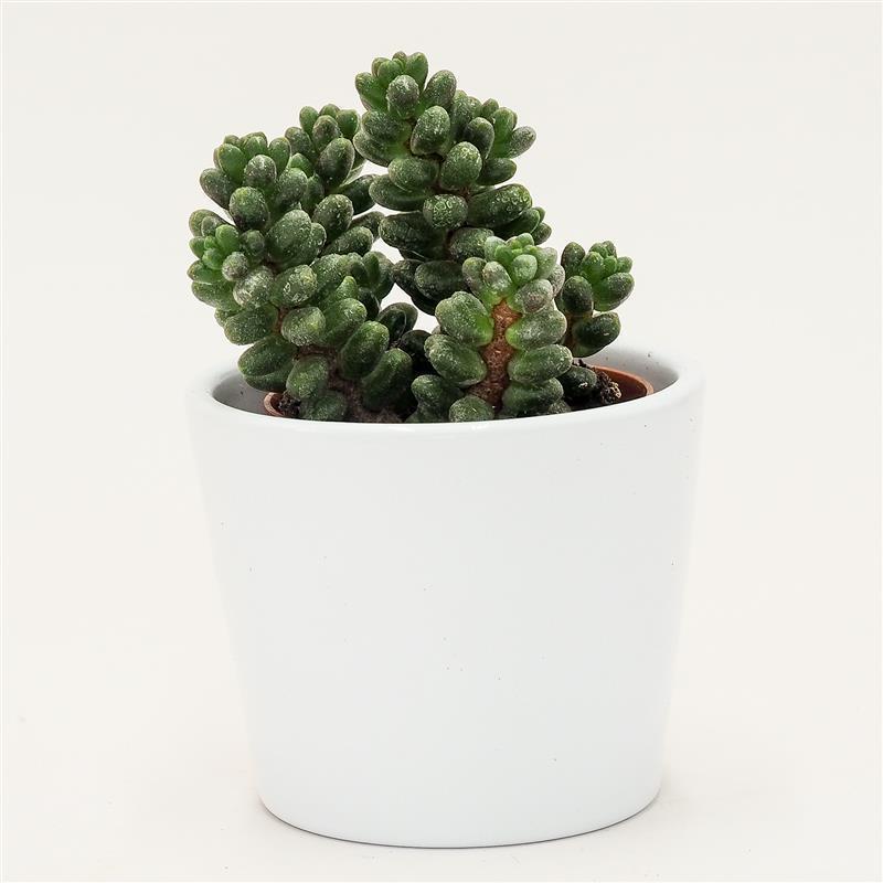 Sedum furfuraceum - 5,5cm