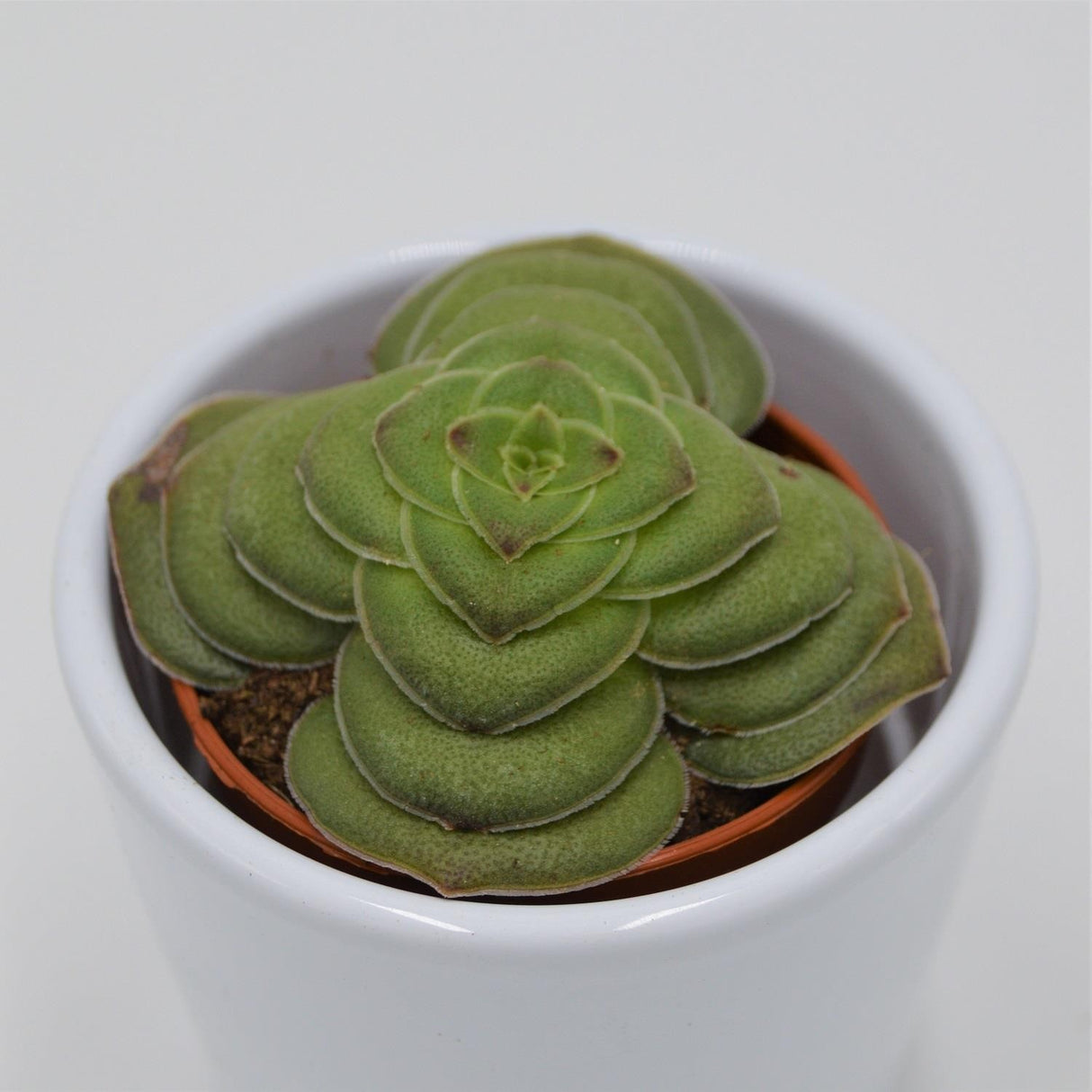 Crassula capitella v. turrita - 5,5cm