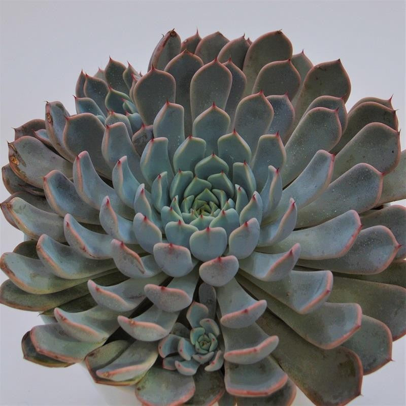Echeveria cuspidata var. zaragoza Pink - 15cm