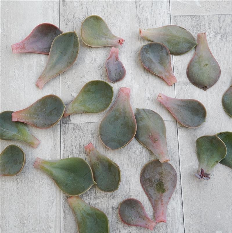 Blattstecklinge Echeveria Metallica, 25 Stück