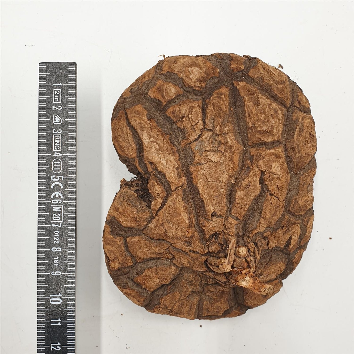 Dioscorea mexicana - Caudex Ø 13 - 15cm