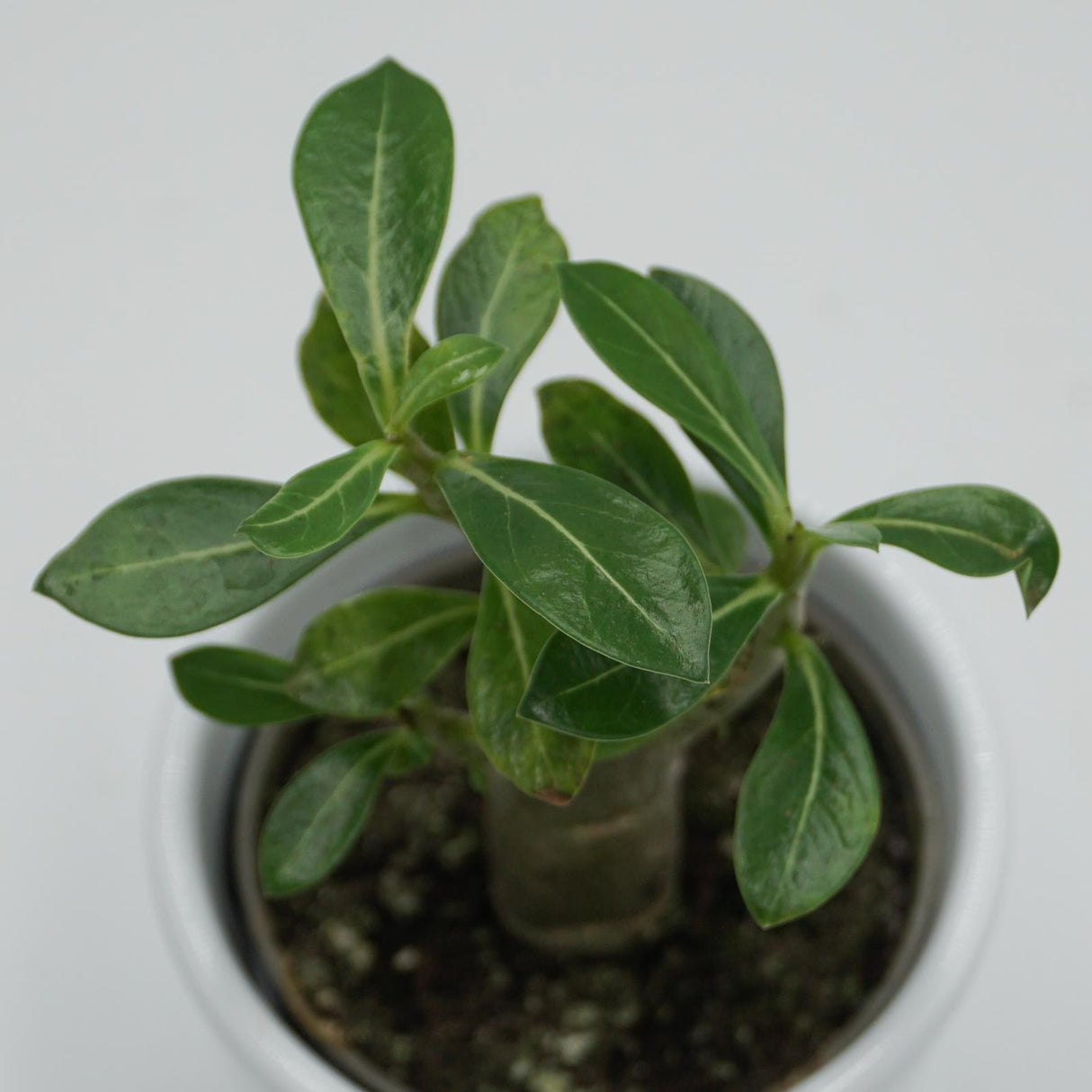 Adenium obesum - 6cm