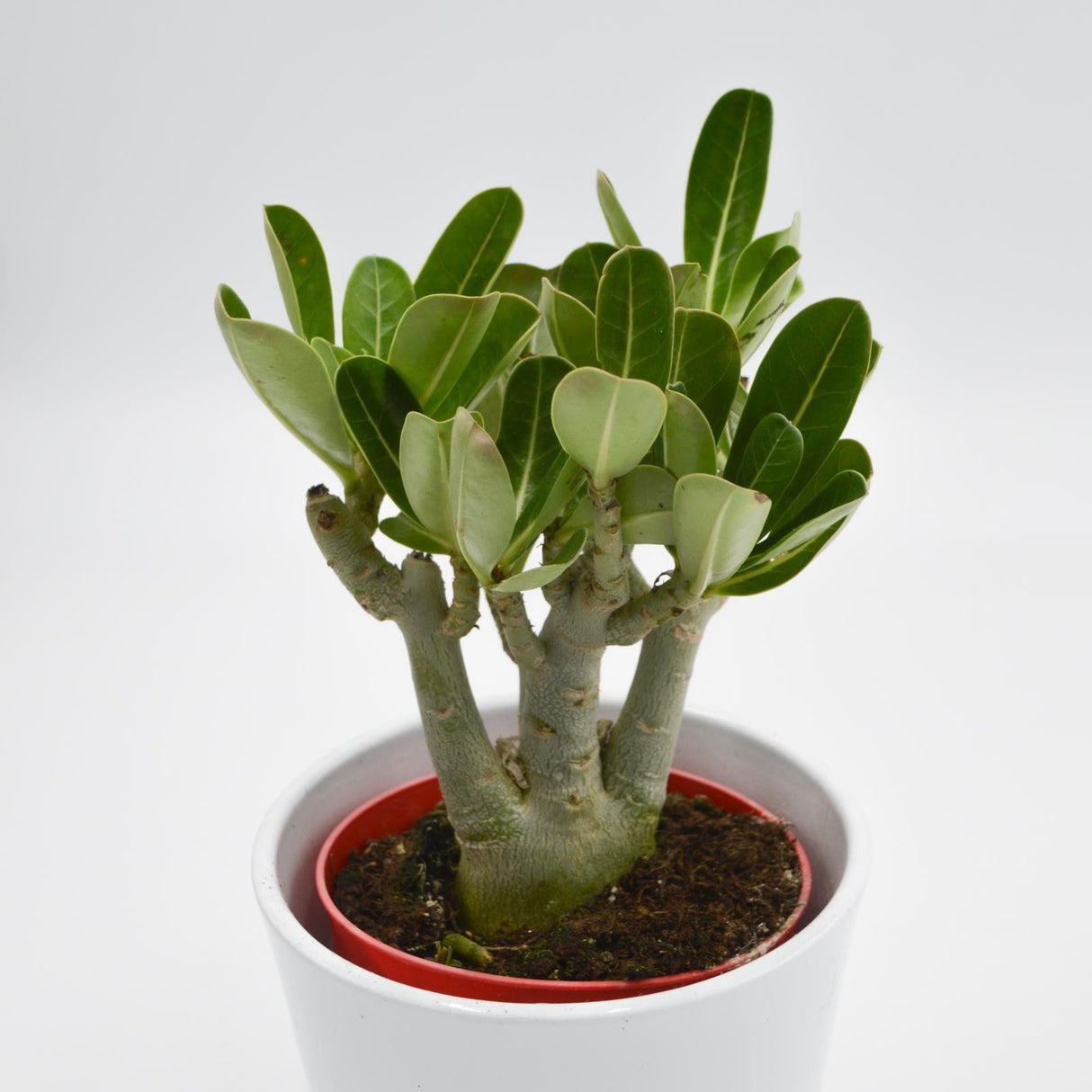 Adenium obesum Anouk - 12cm