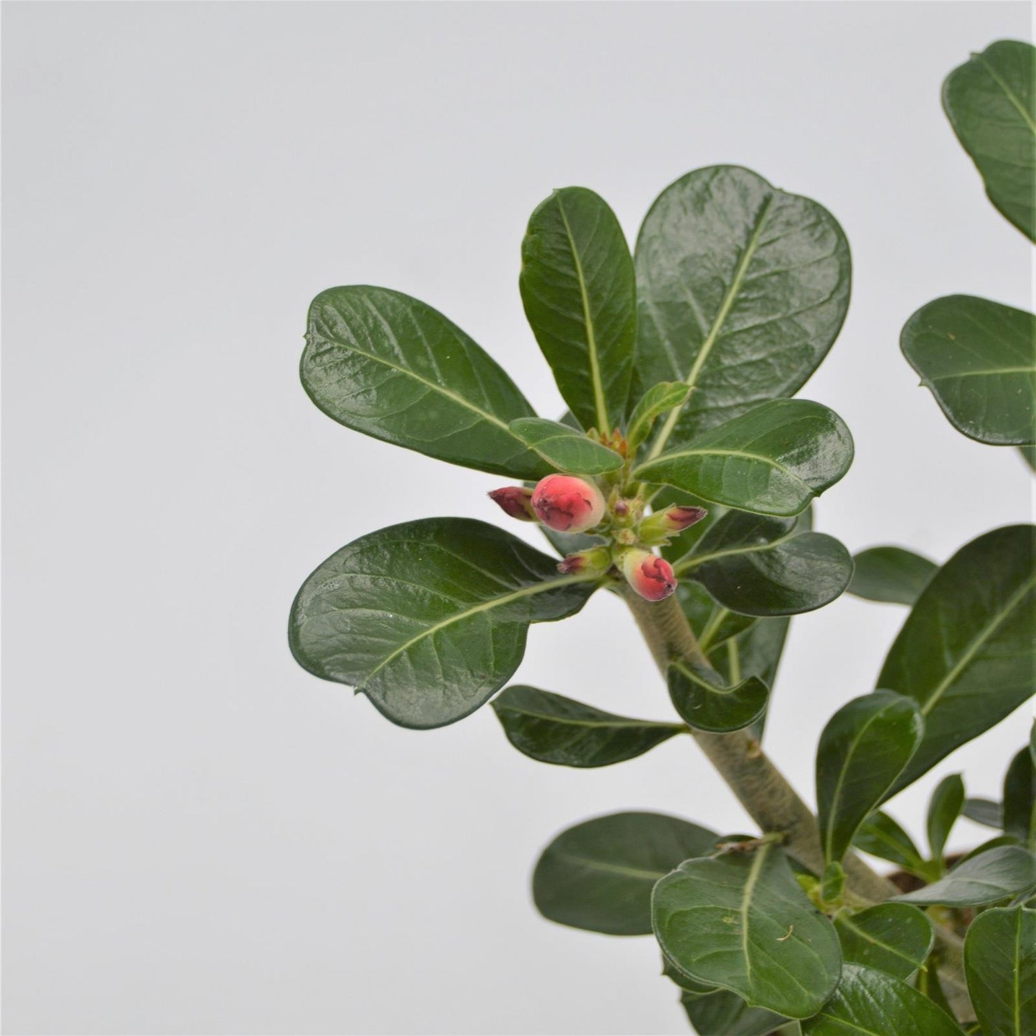 Adenium obesum Anouk - 12cm