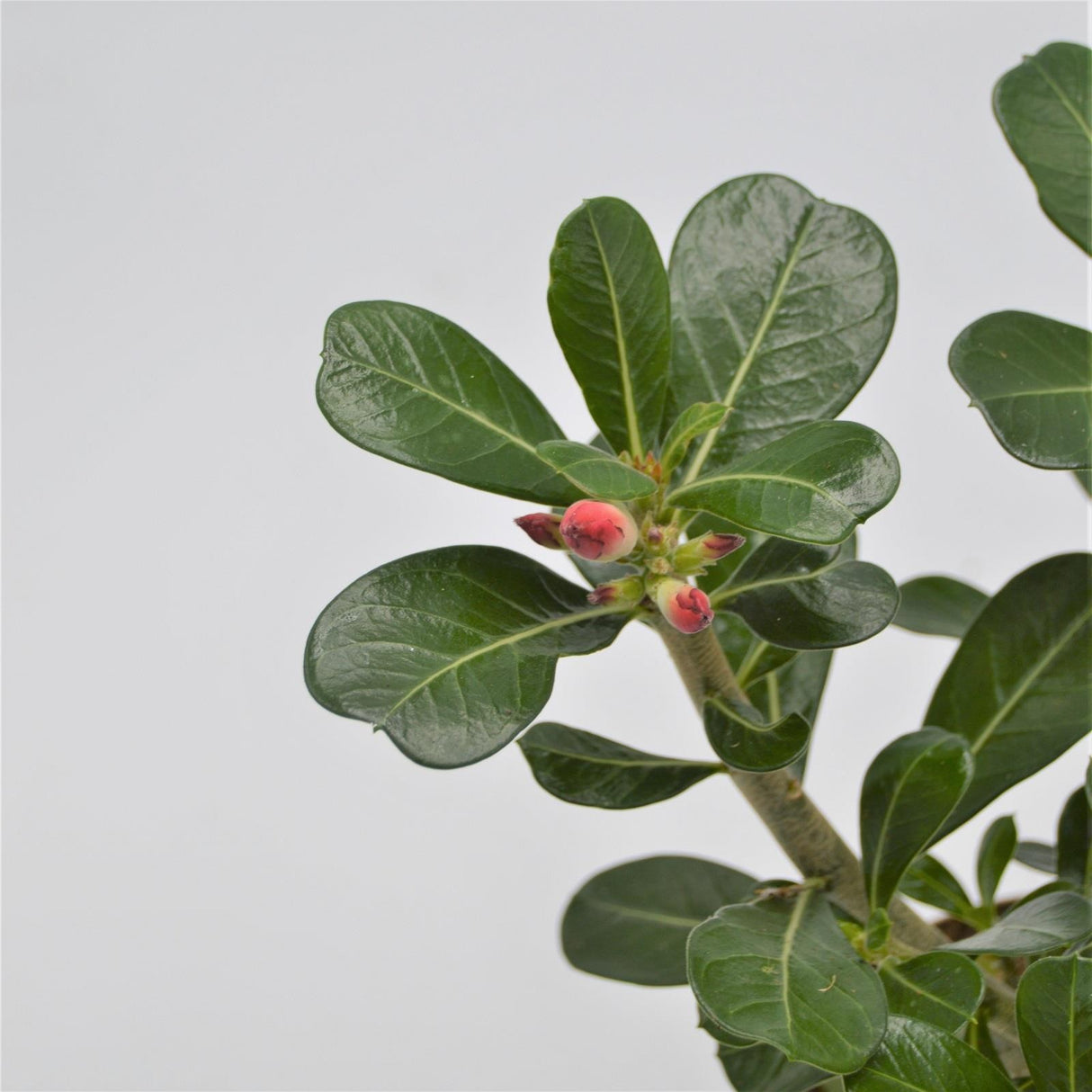 Adenium obesum Anouk - 12cm
