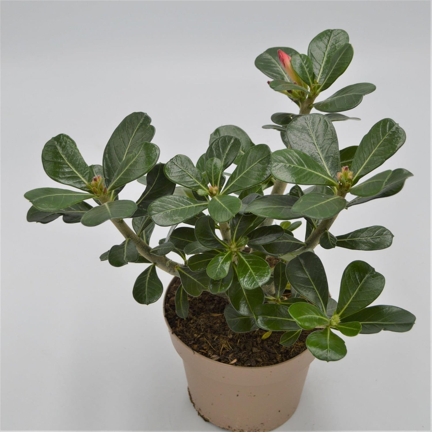 Adenium obesum Anouk - 12cm