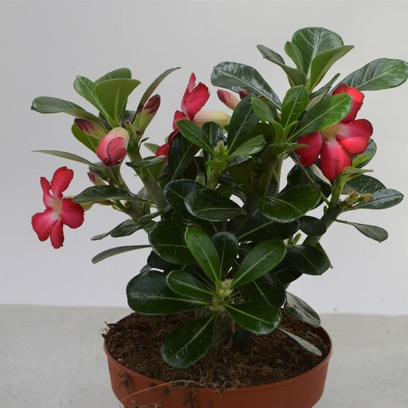 Adenium obesum - 12cm