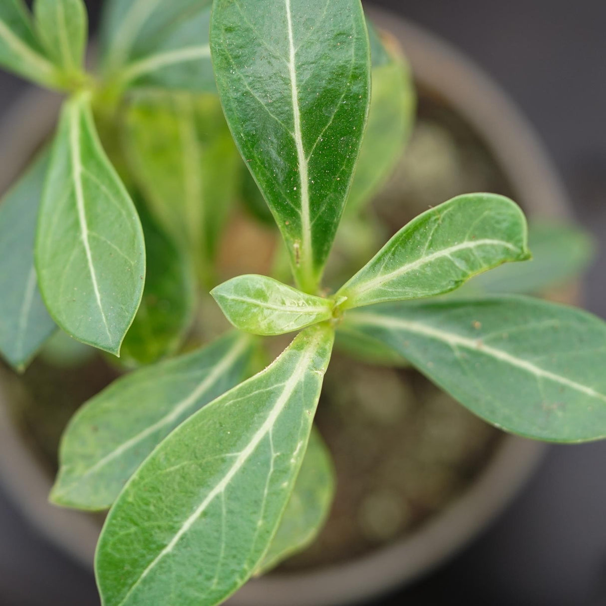 Adenium obesum - 6cm