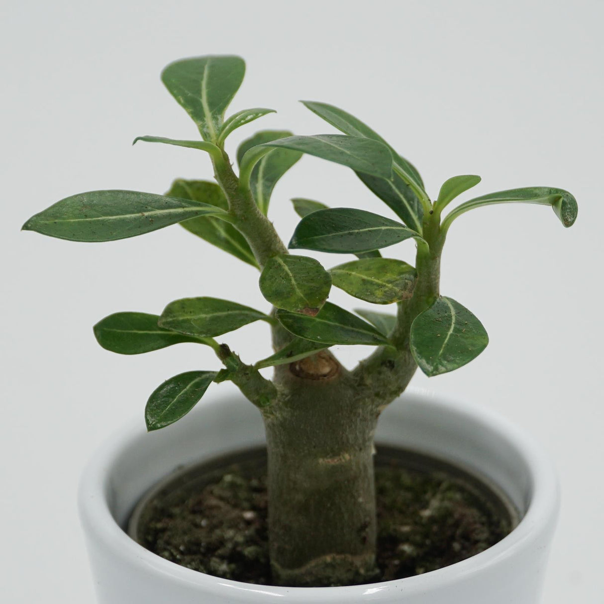 Adenium obesum - 6cm
