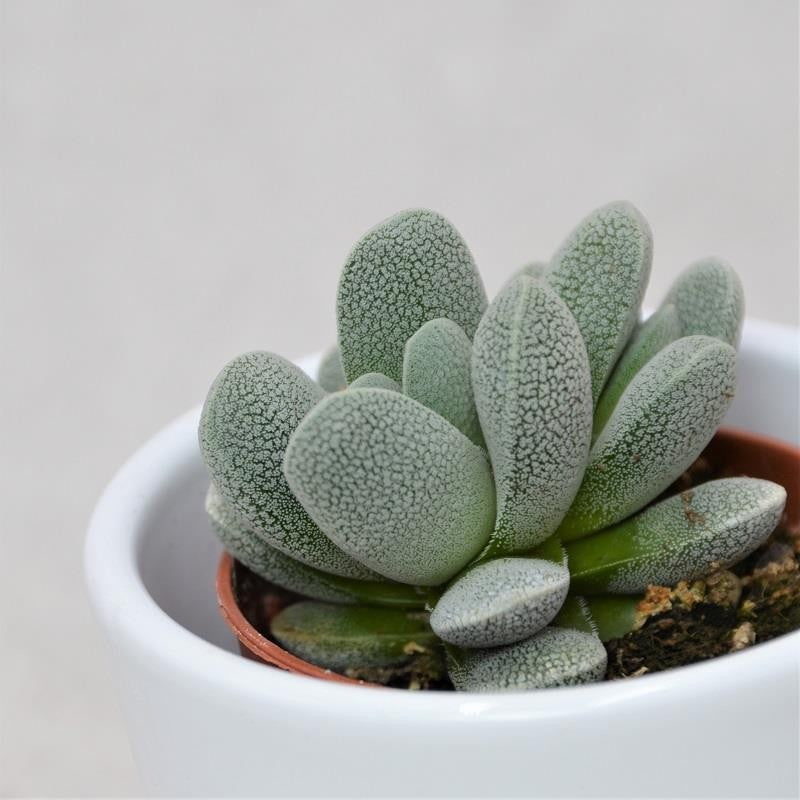 Crassula tecta - 5,5cm