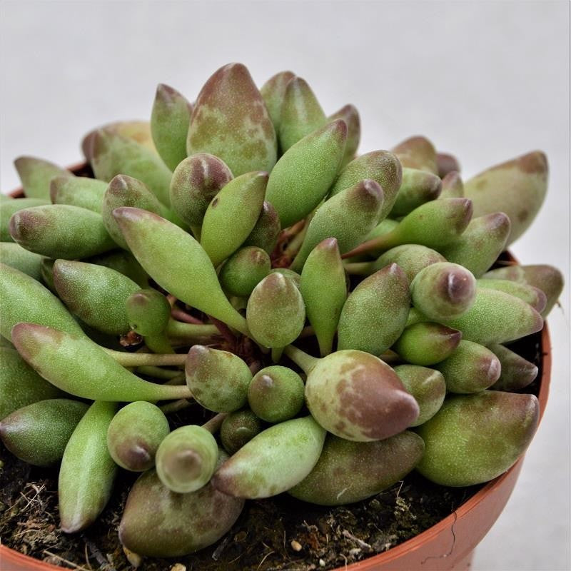 Adromischus cristatus var. clavifolius - 13cm