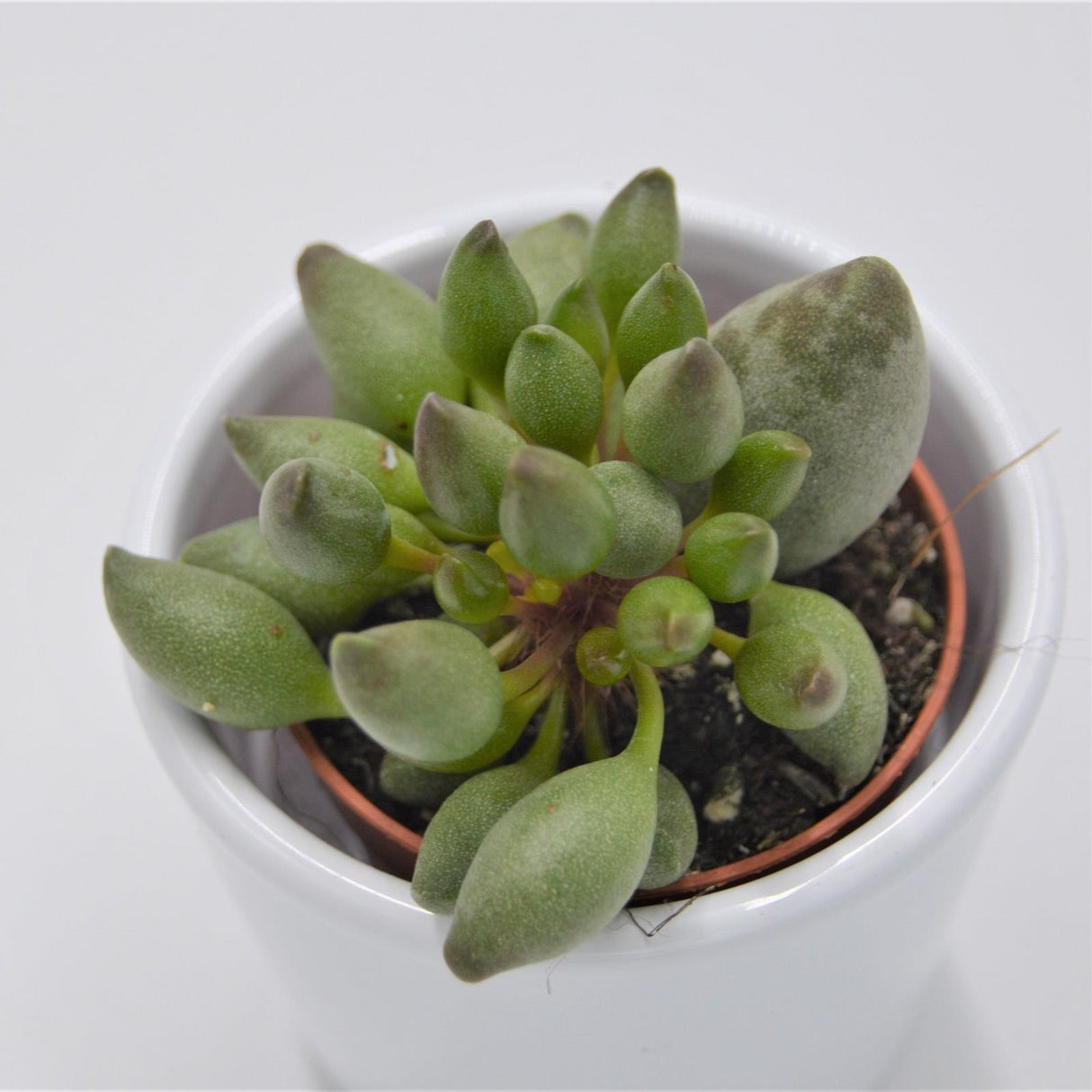 Adromischus cristatus var. clavifolius - 5,5cm