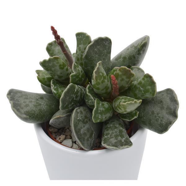 Adromischus cooperi - 6cm