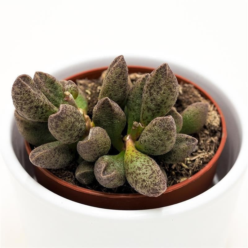 Adromischus sp. - 8,5cm