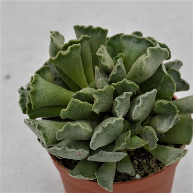 Adromischus cristatus Key Lime Pie - 8,5cm