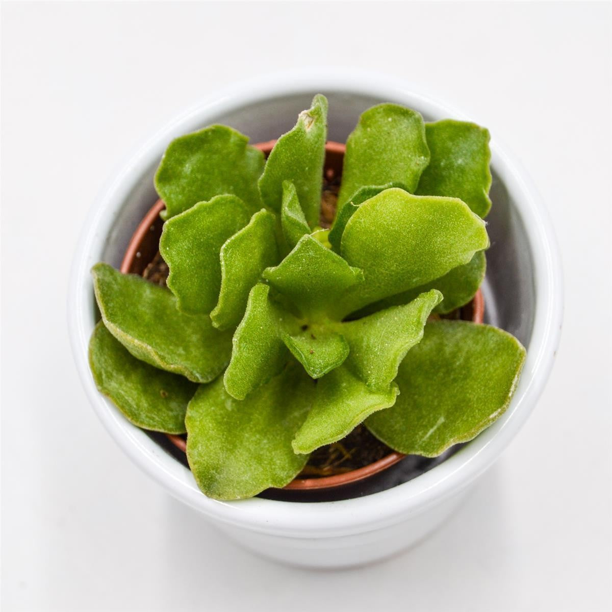 Adromischus cristatus v. mzimvubuensis - 5,5cm