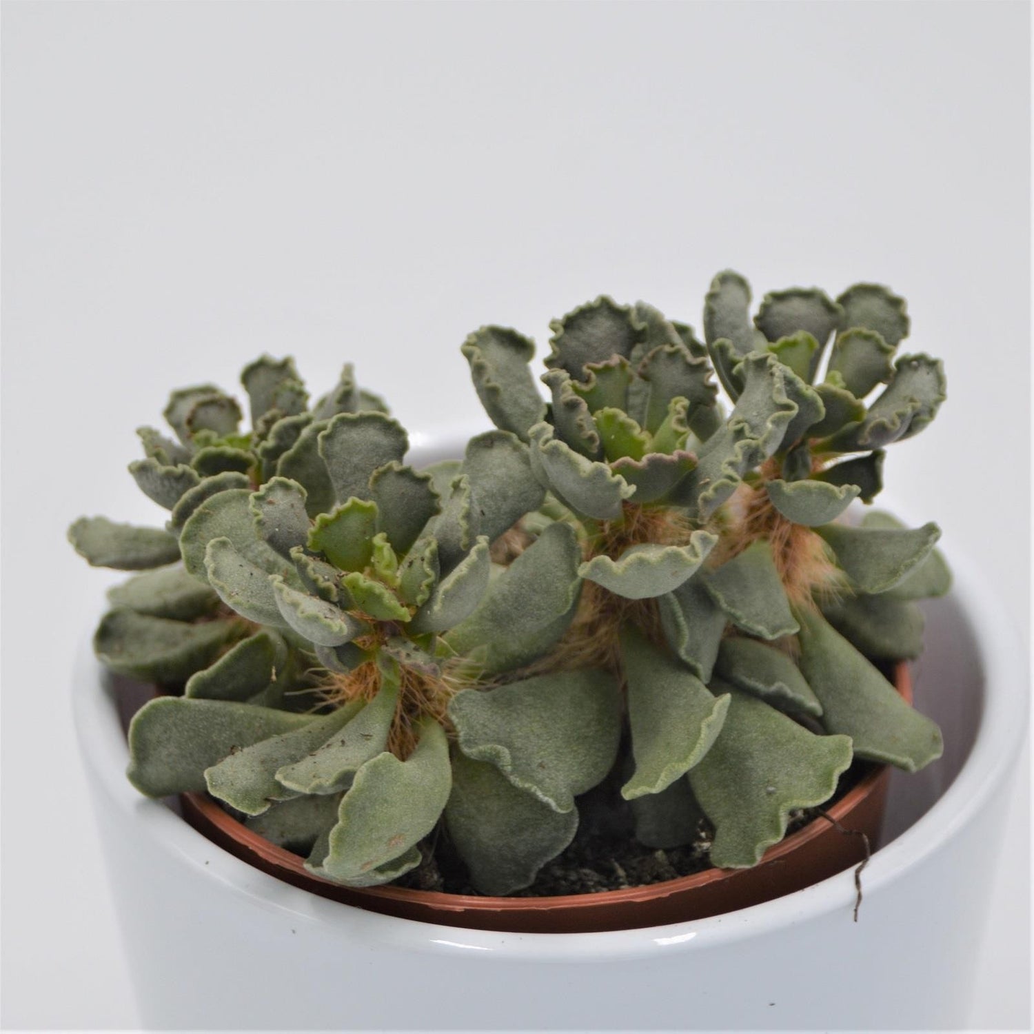 Adromischus cristatus Crinkle - 8,5cm