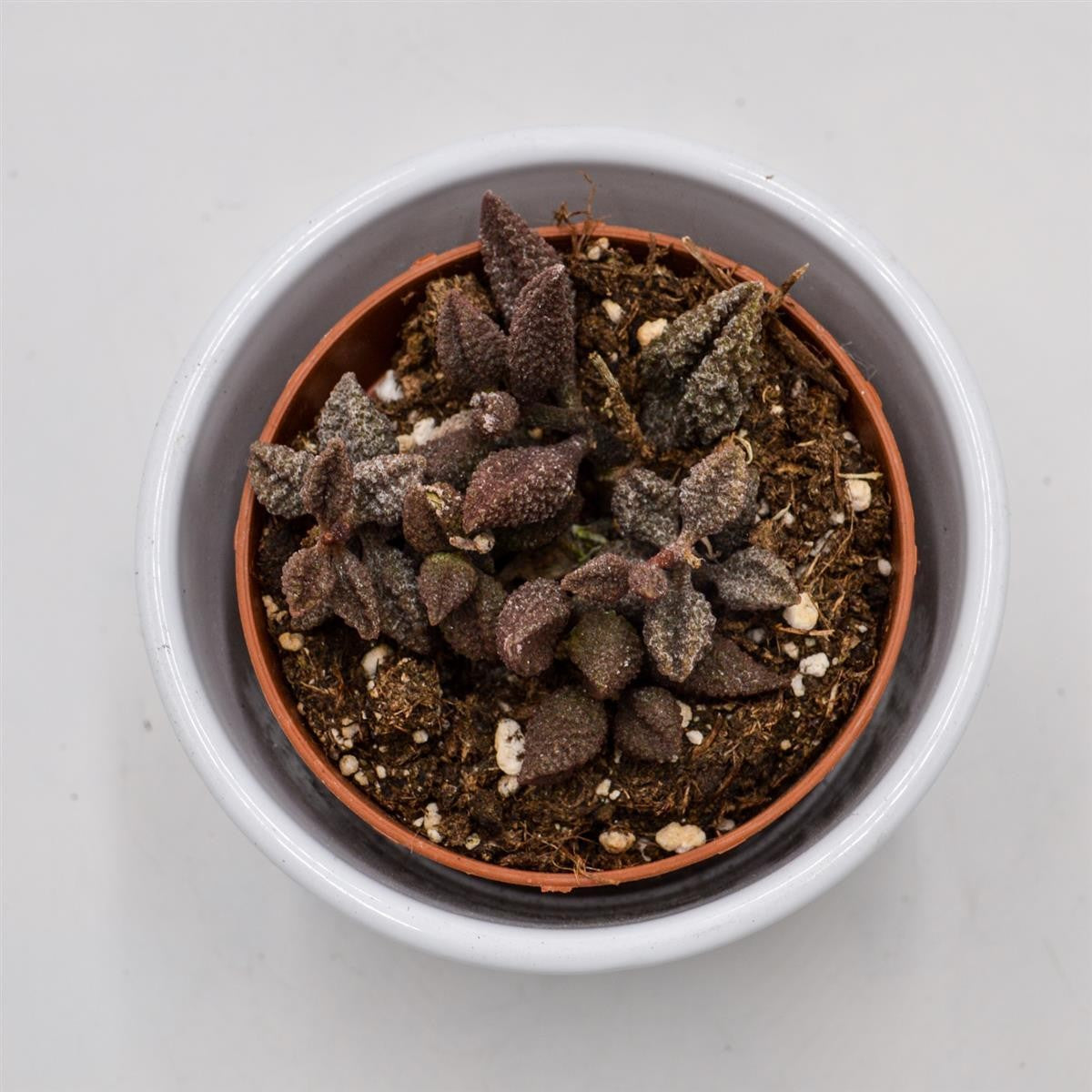 Adromischus marianiae cv. Coffee Bean - 8,5cm