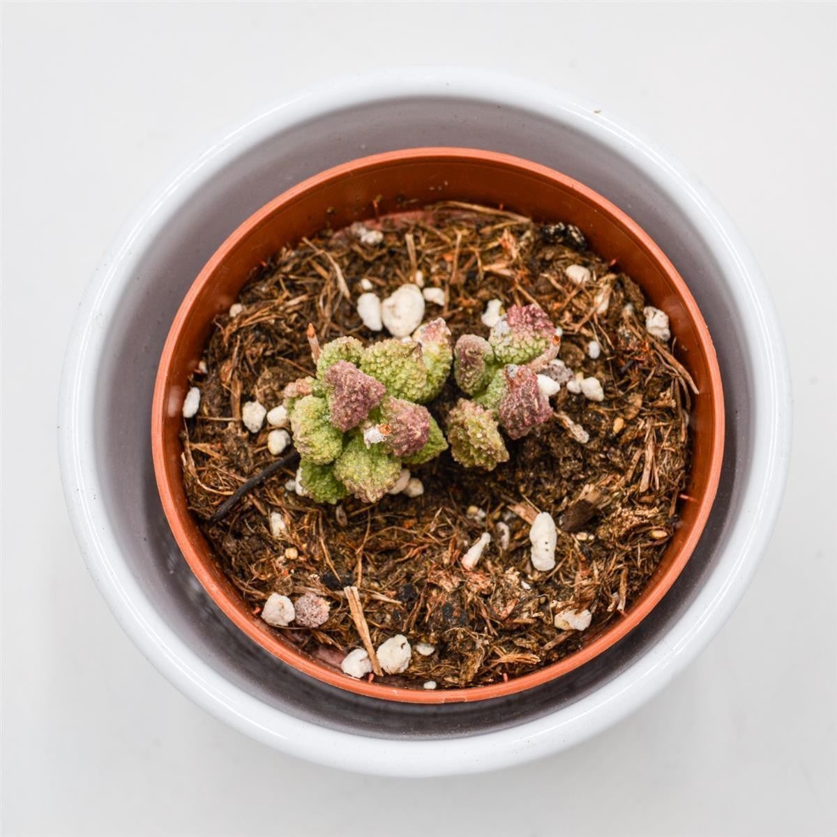 Adromischus marianiae cv. Pink Coral - 8,5cm
