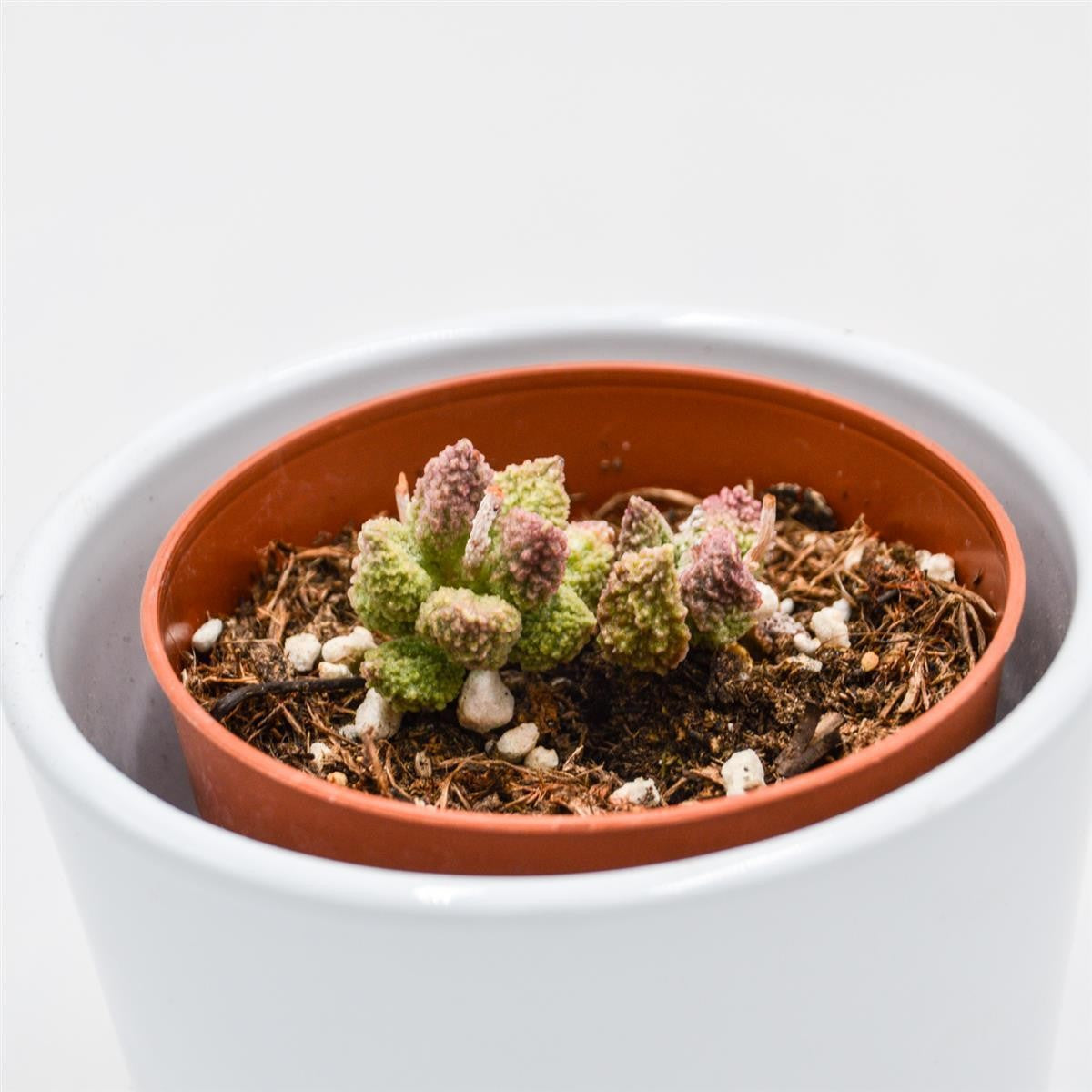 Adromischus marianiae cv. Pink Coral - 8,5cm