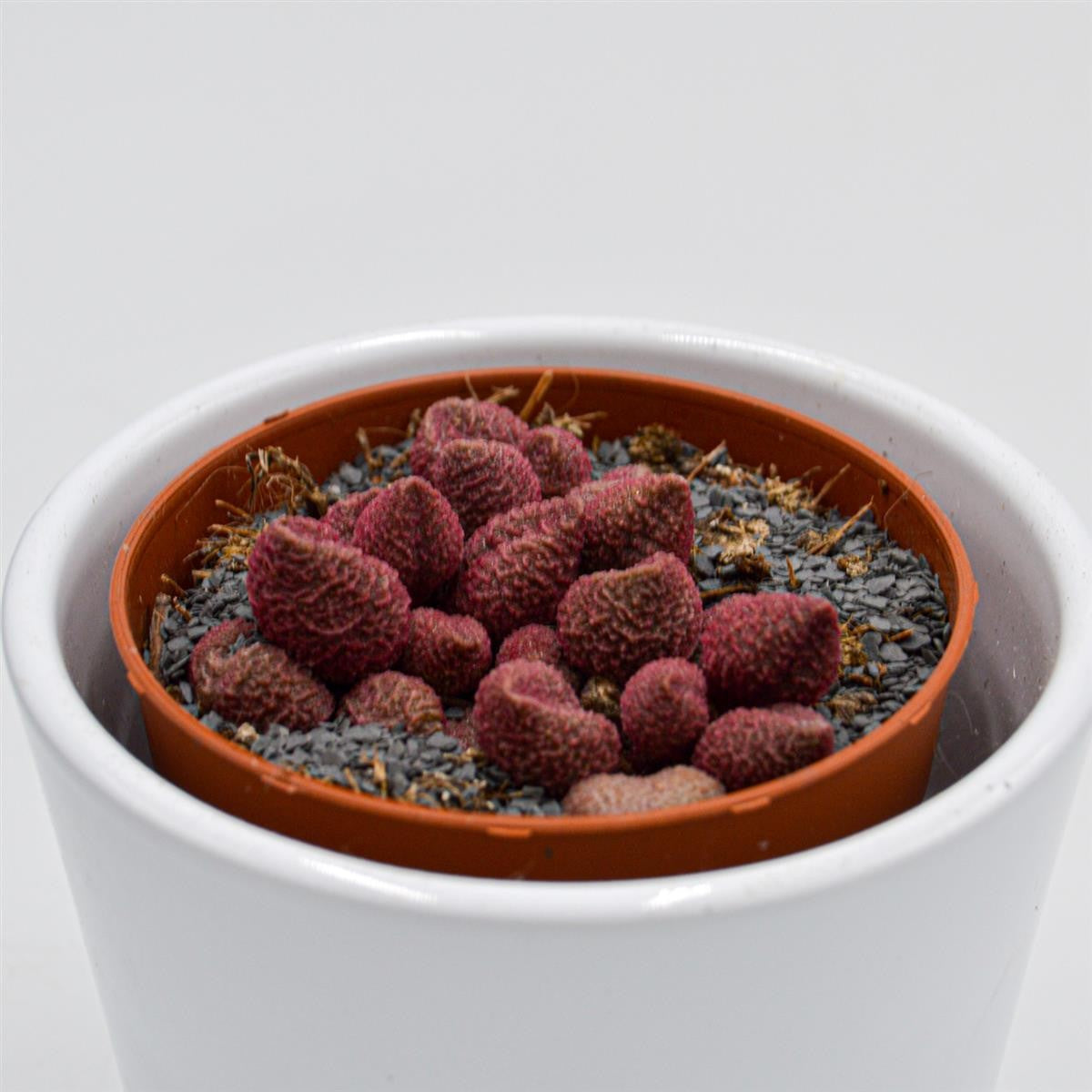 Adromischus marianiae cv. Red Coral - 8,5cm