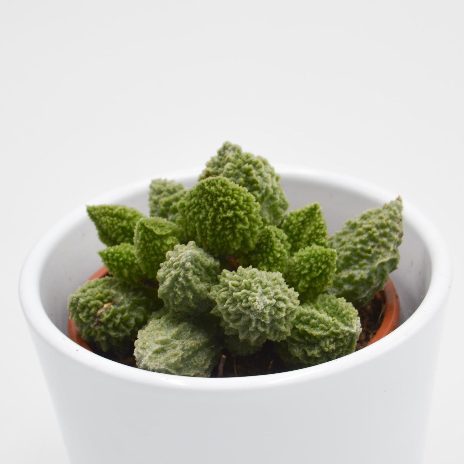 Adromischus marianiae cv. Lime Drops - 8,5cm