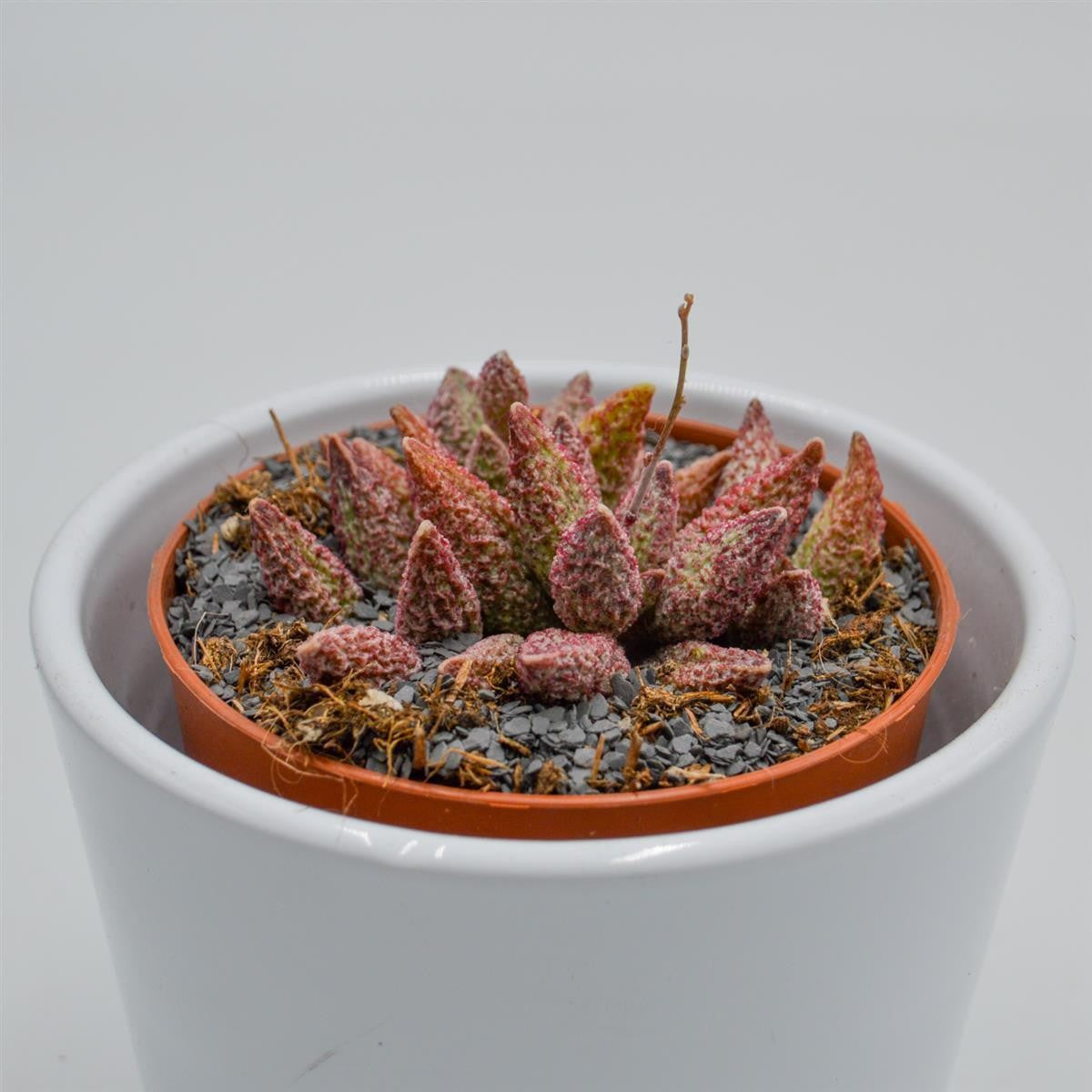 Adromischus marianiae var. antidorcatum - 8,5cm
