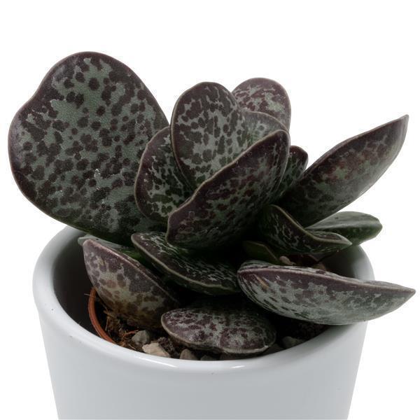 Adromischus trigynus - 5,5cm