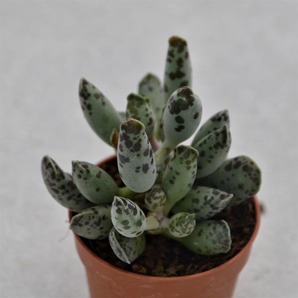 Adromischus trigynus filicaaulis - 5,5cm