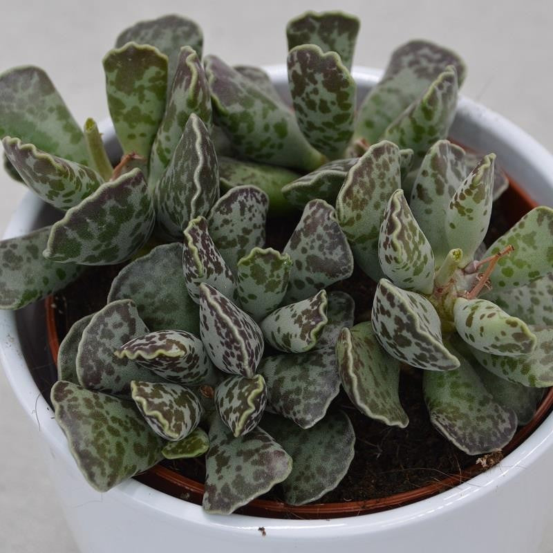 Adromischus cooperi - 12cm