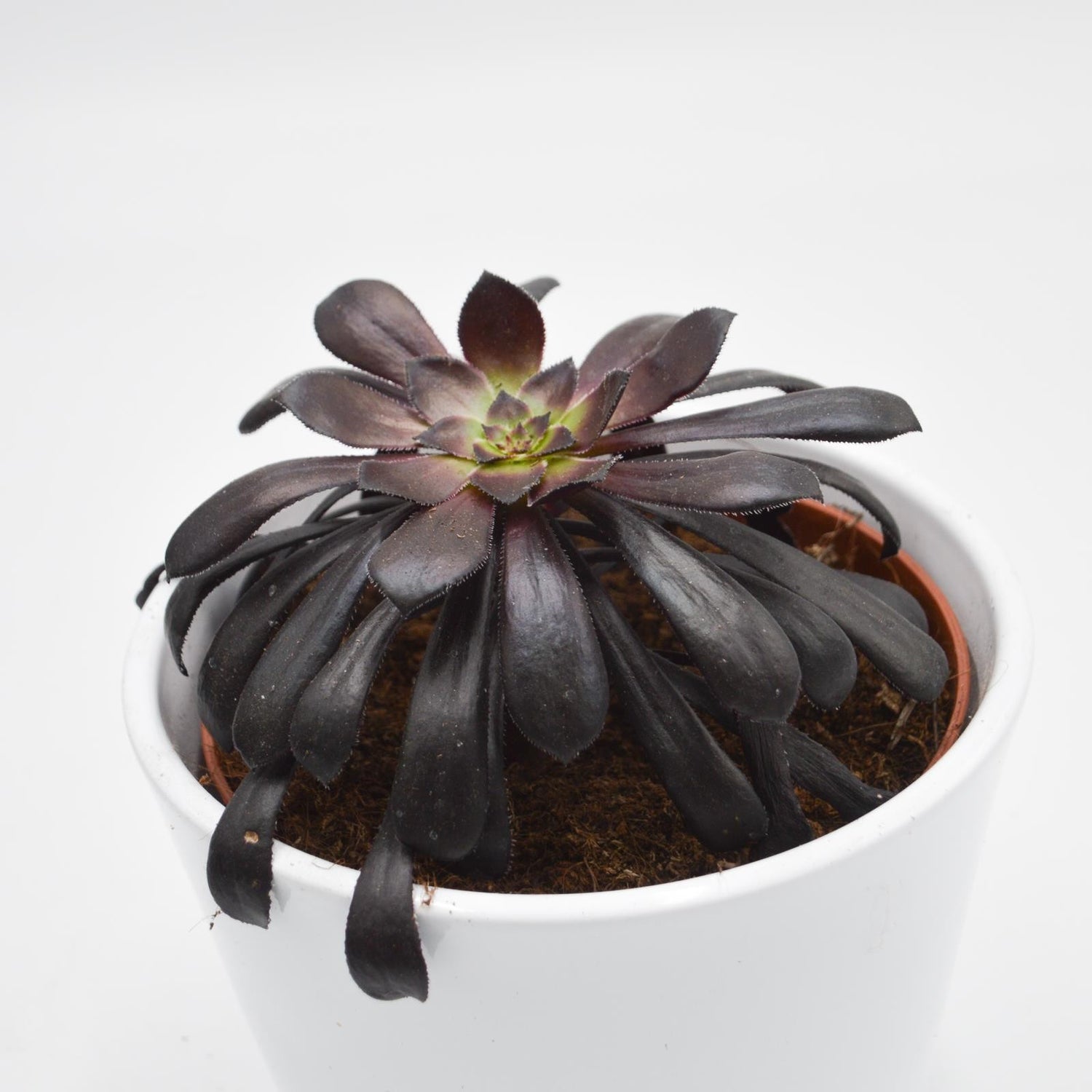 Aeonium arboreum Schwarzkopf - 10,5cm