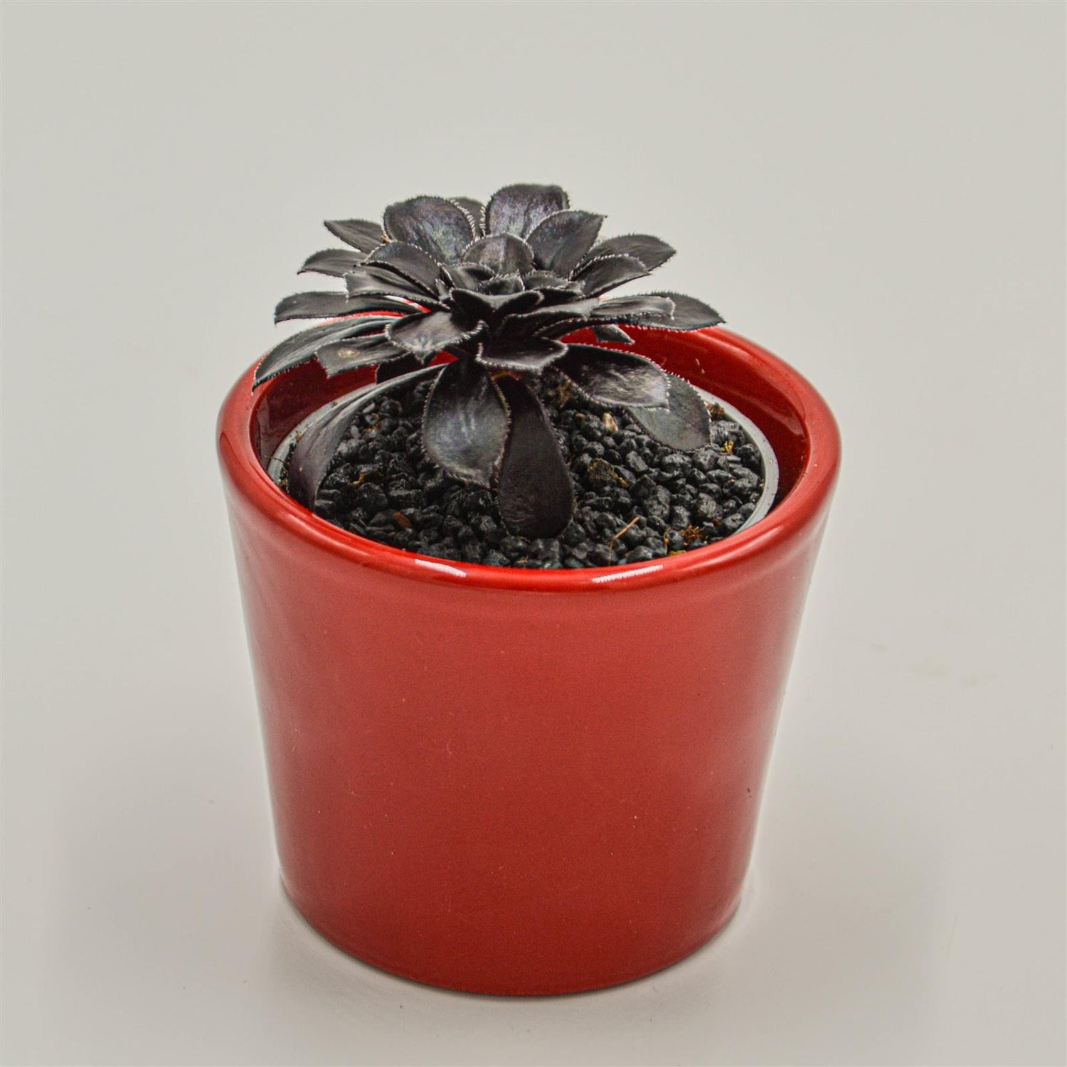 Aeonium arboreum Schwarzkopf - 6cm