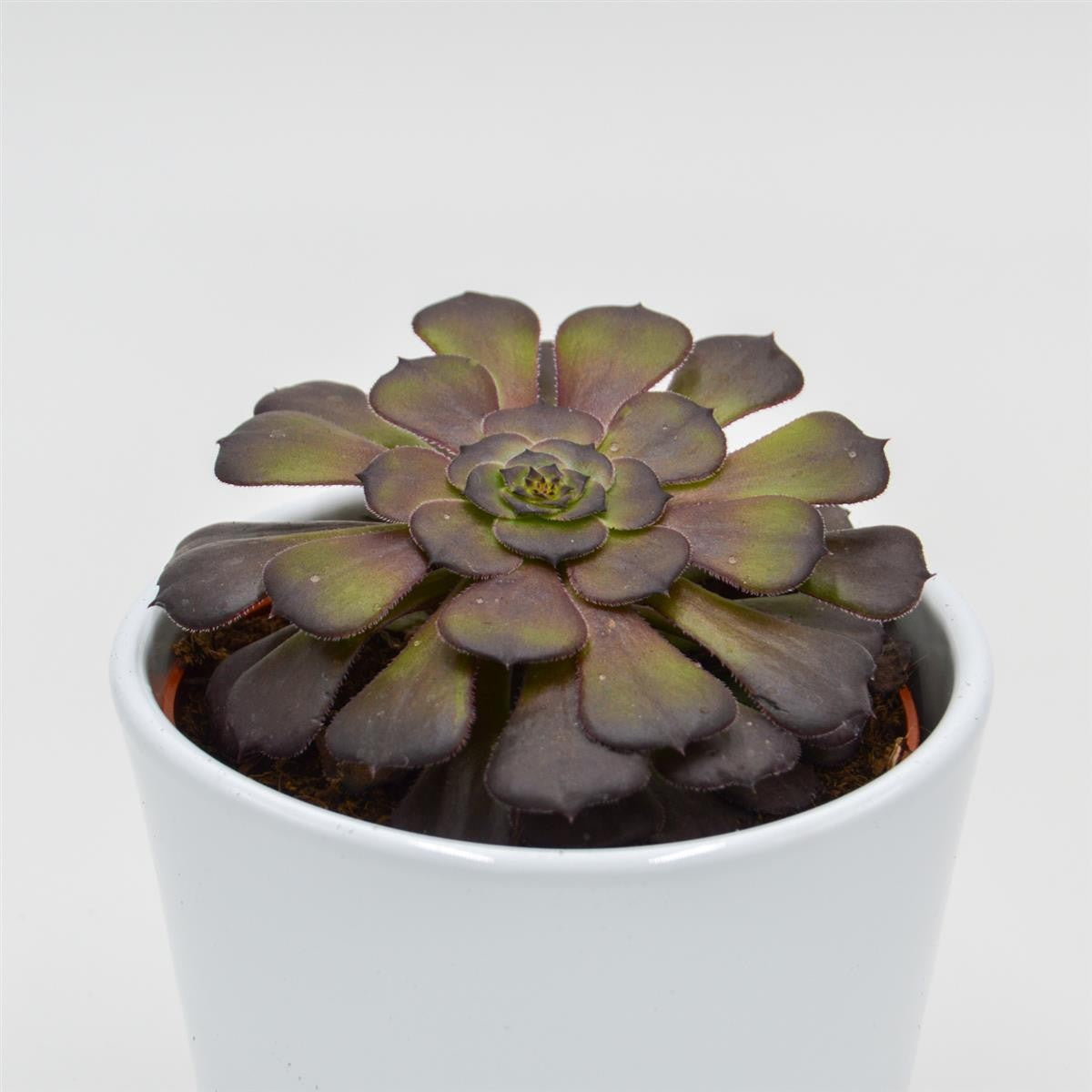 Aeonium arboreum Velours - 10,5cm