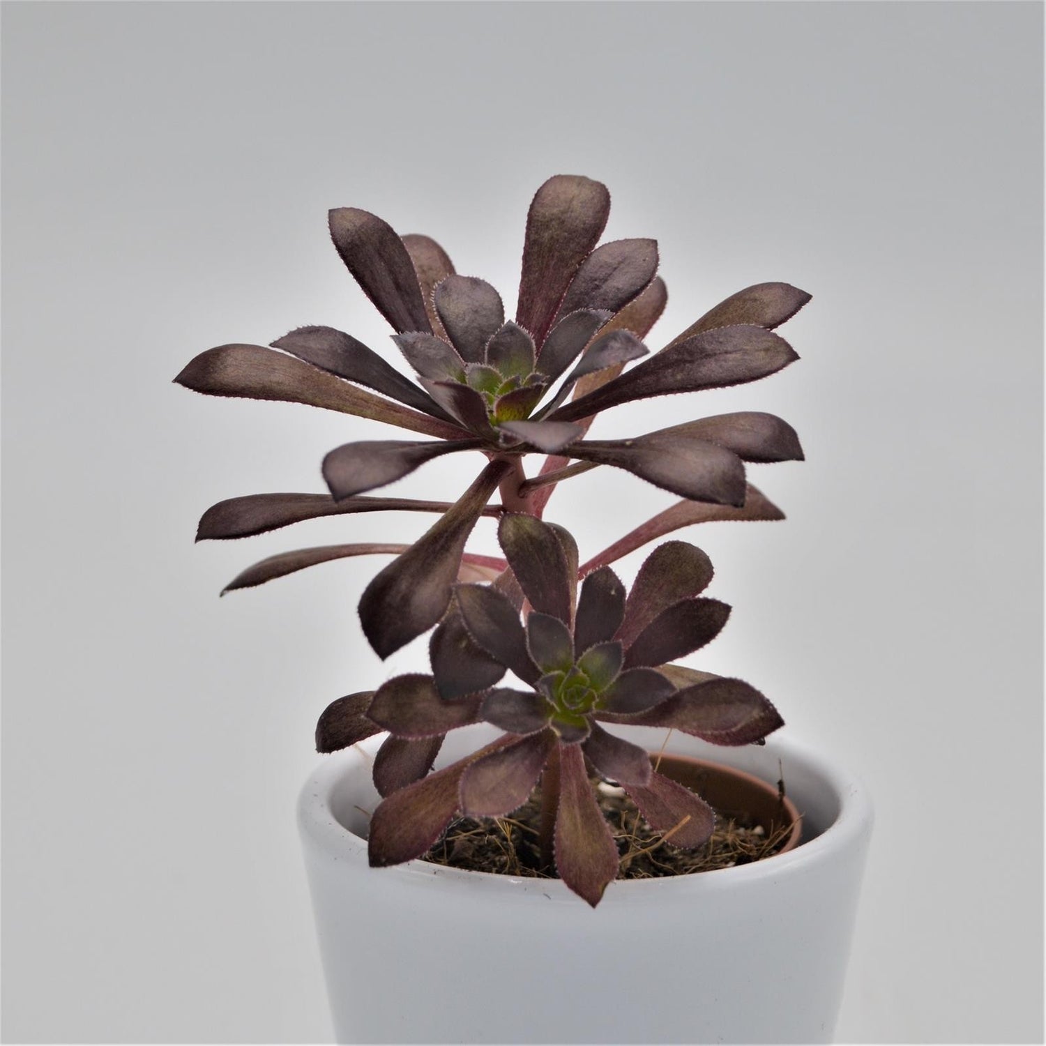 Aeonium arboreum var. atropurpureum - 5,5cm