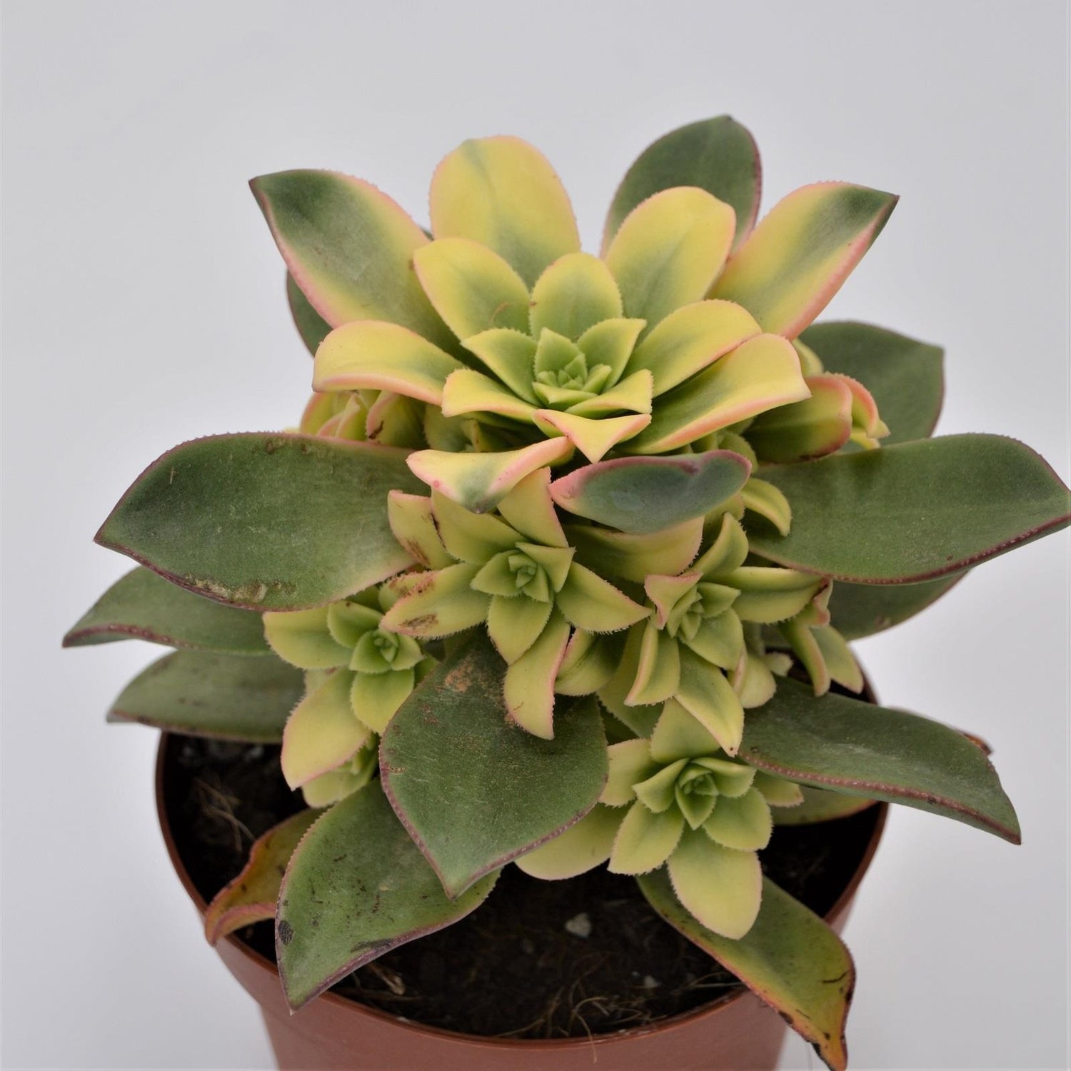 Aeonium haworthii ‘Dream Color‘ - 12cm