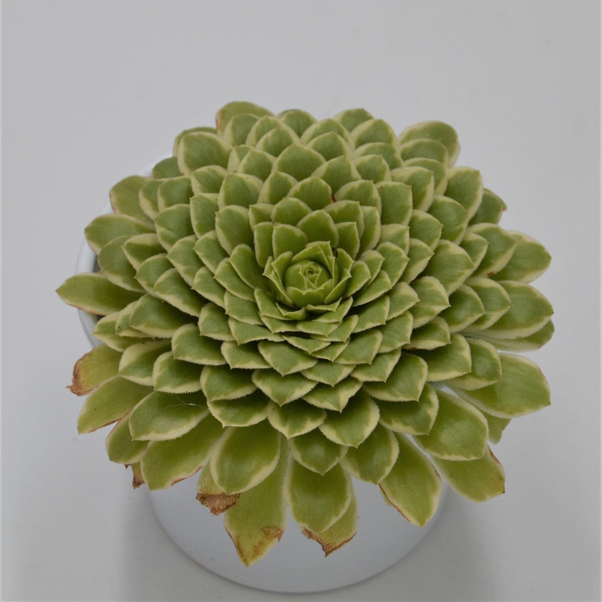Aeonium Emerald Ice - 10,5cm