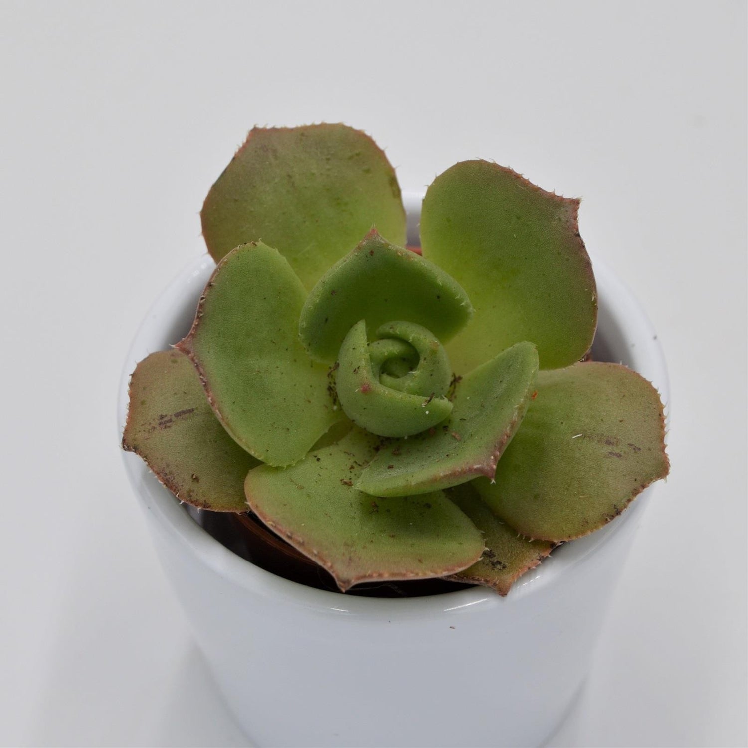 Aeonium leucoblepharum ssp. - 5,5cm