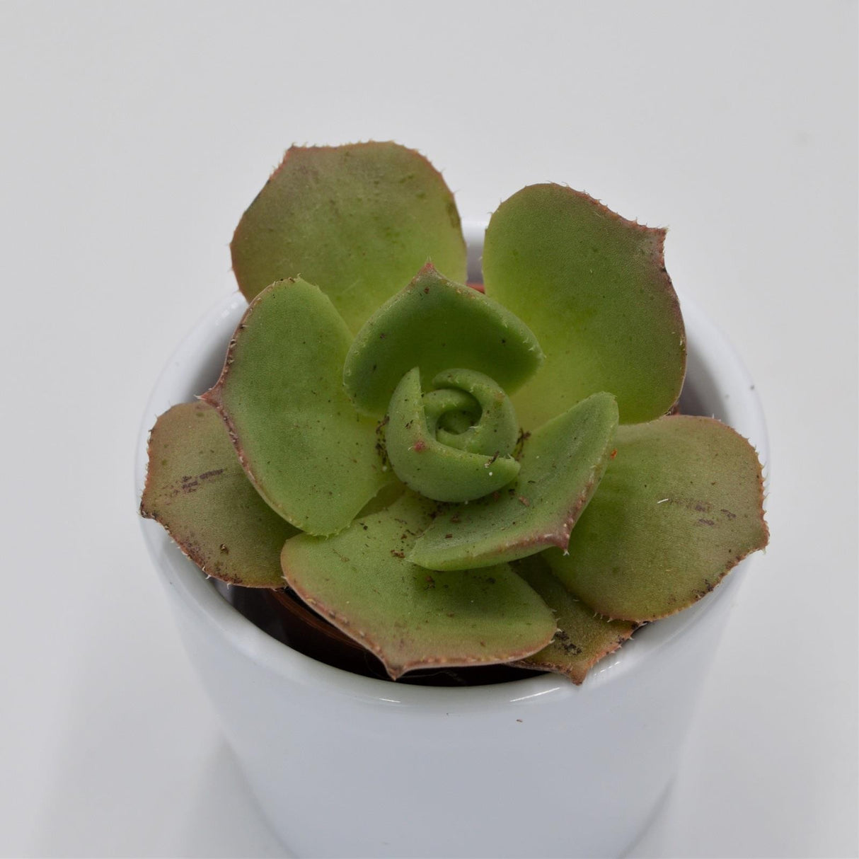 Aeonium leucoblepharum ssp. - 5,5cm