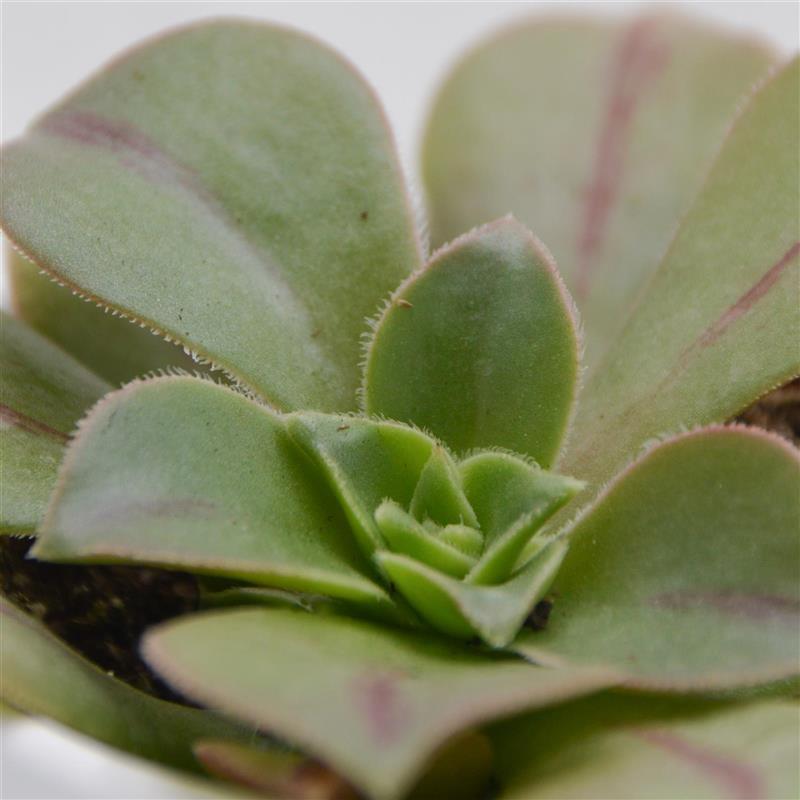 Aeonium leucoblepharum - 6cm