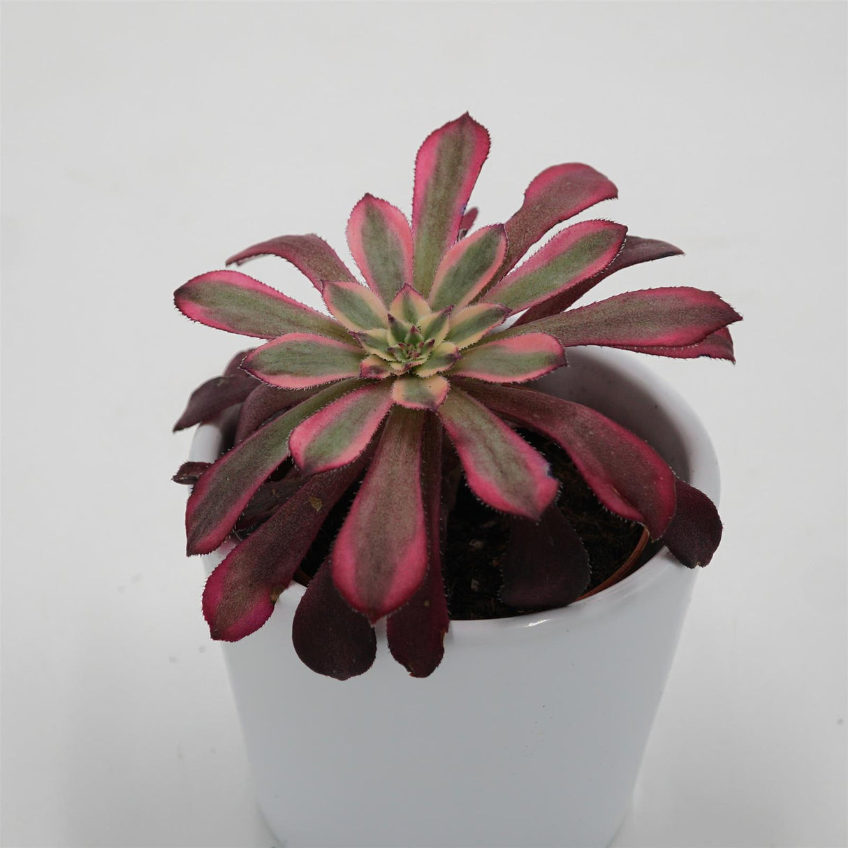 Aeonium Mardi Gras - 5,5cm