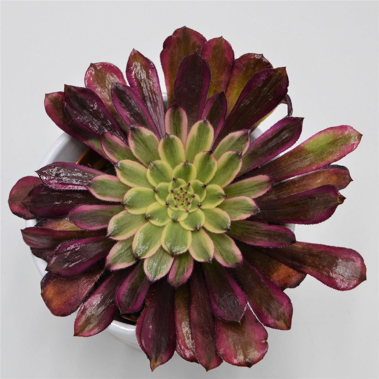 Aeonium Mardi Gras - 10,5cm