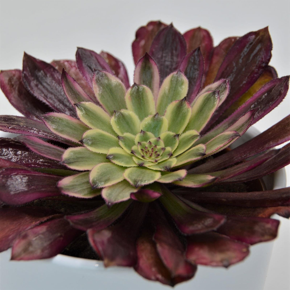 Aeonium Mardi Gras - 10,5cm