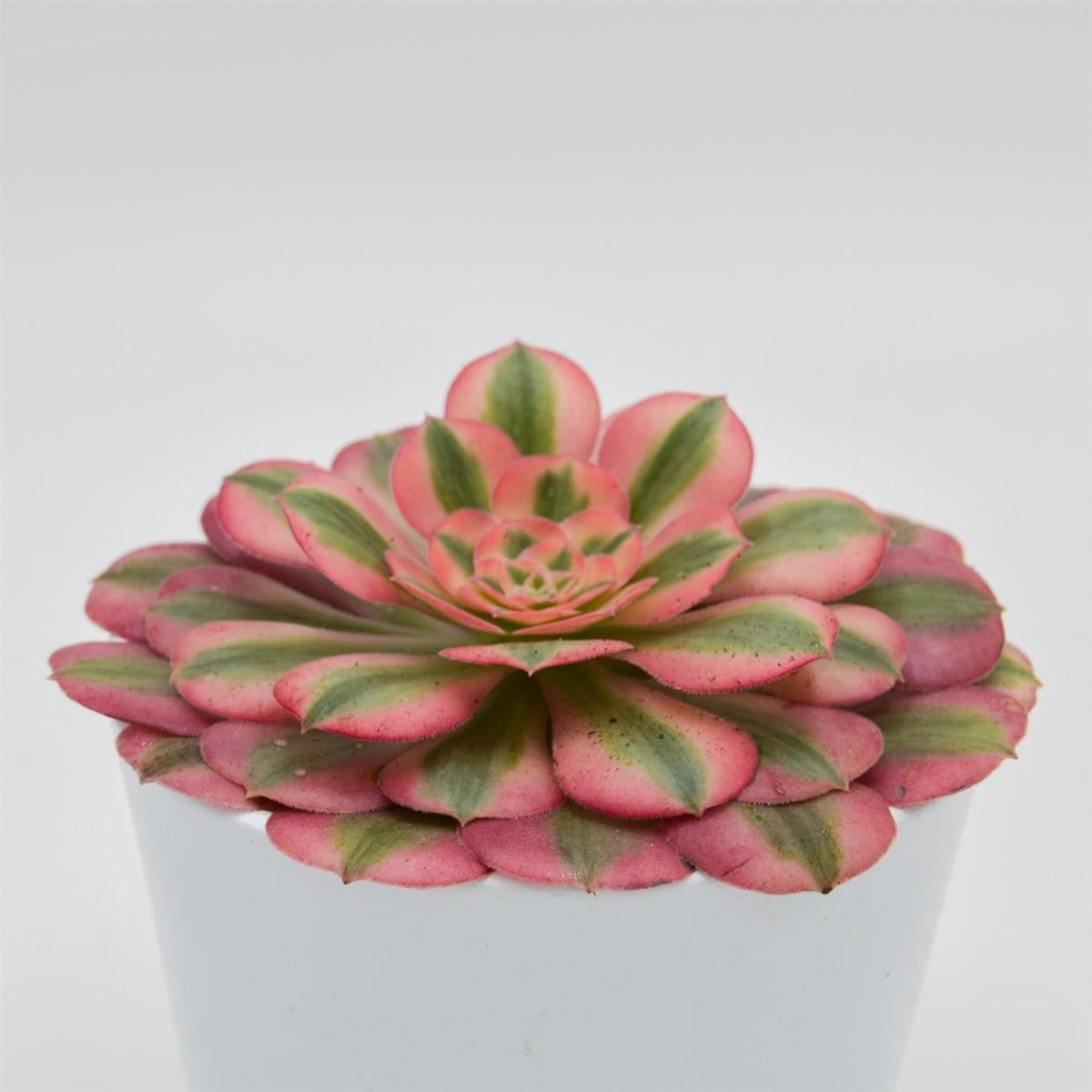 Aeonium Pink Witch- 12cm