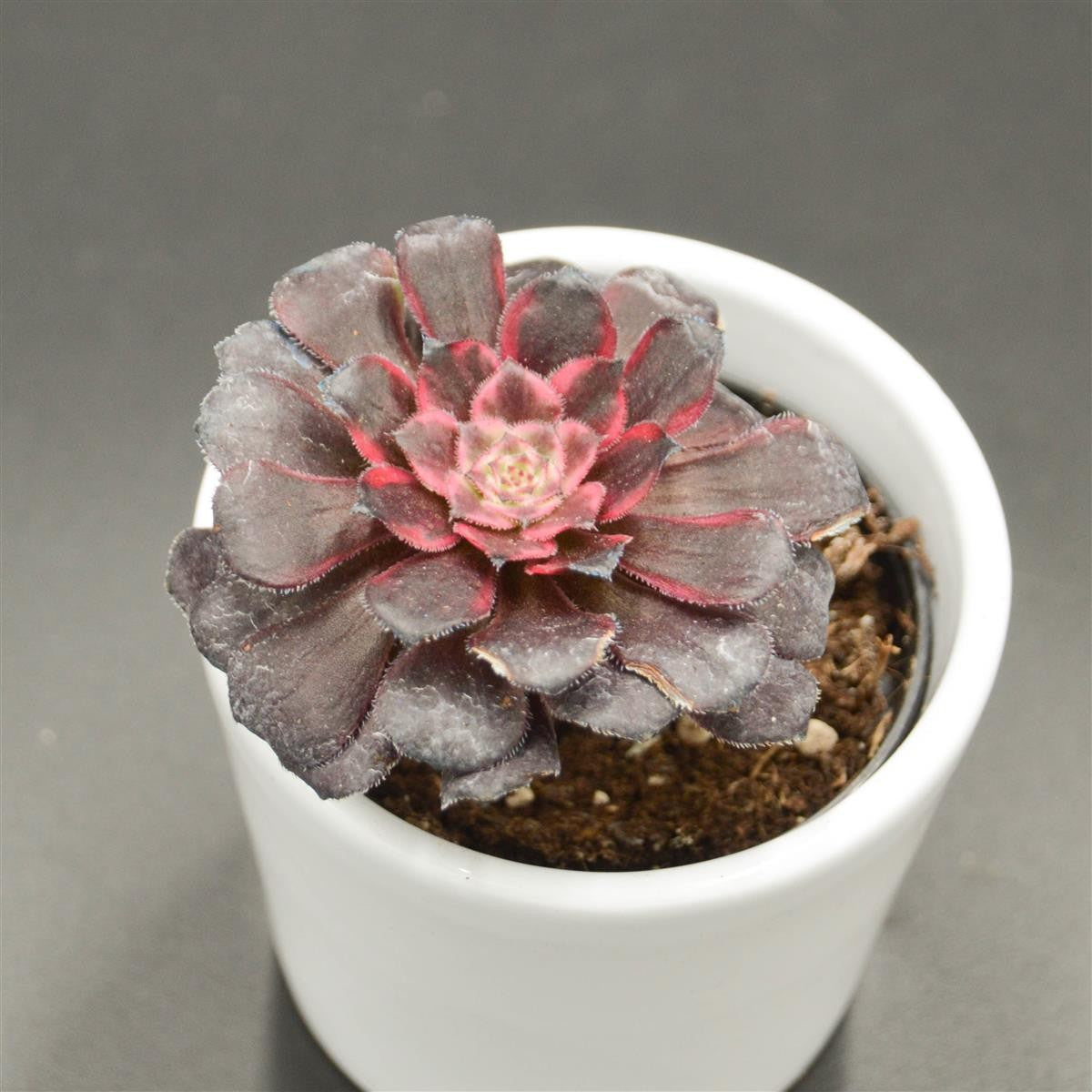 Aeonium Red King Kong - 6cm