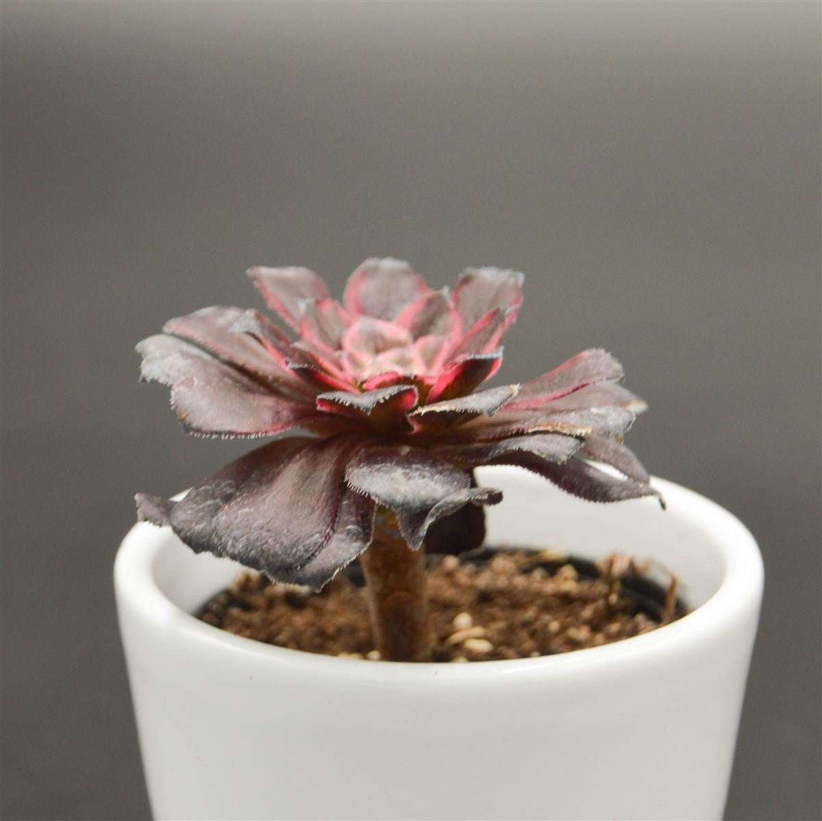 Aeonium Red King Kong - 6cm