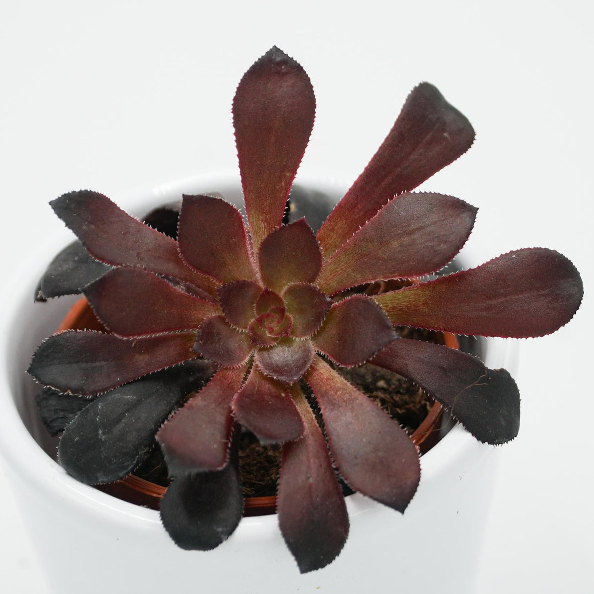 Aeonium arboreum Schwarzkopf - 6cm