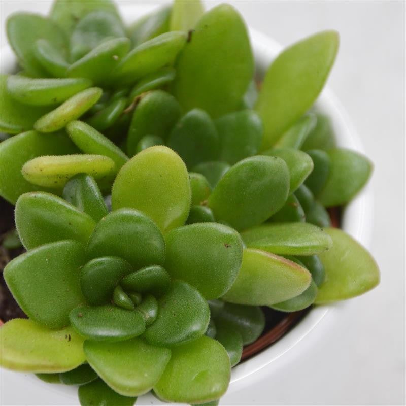 Aeonium arnoldii - 6cm