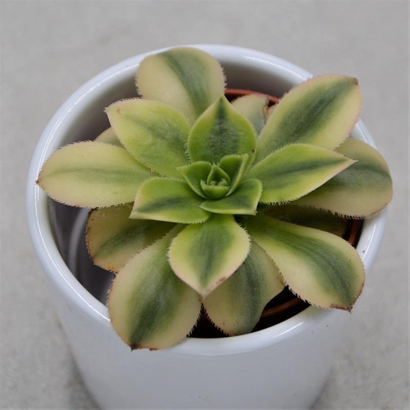 Aeonium decorum Sunburst - 5,5cm