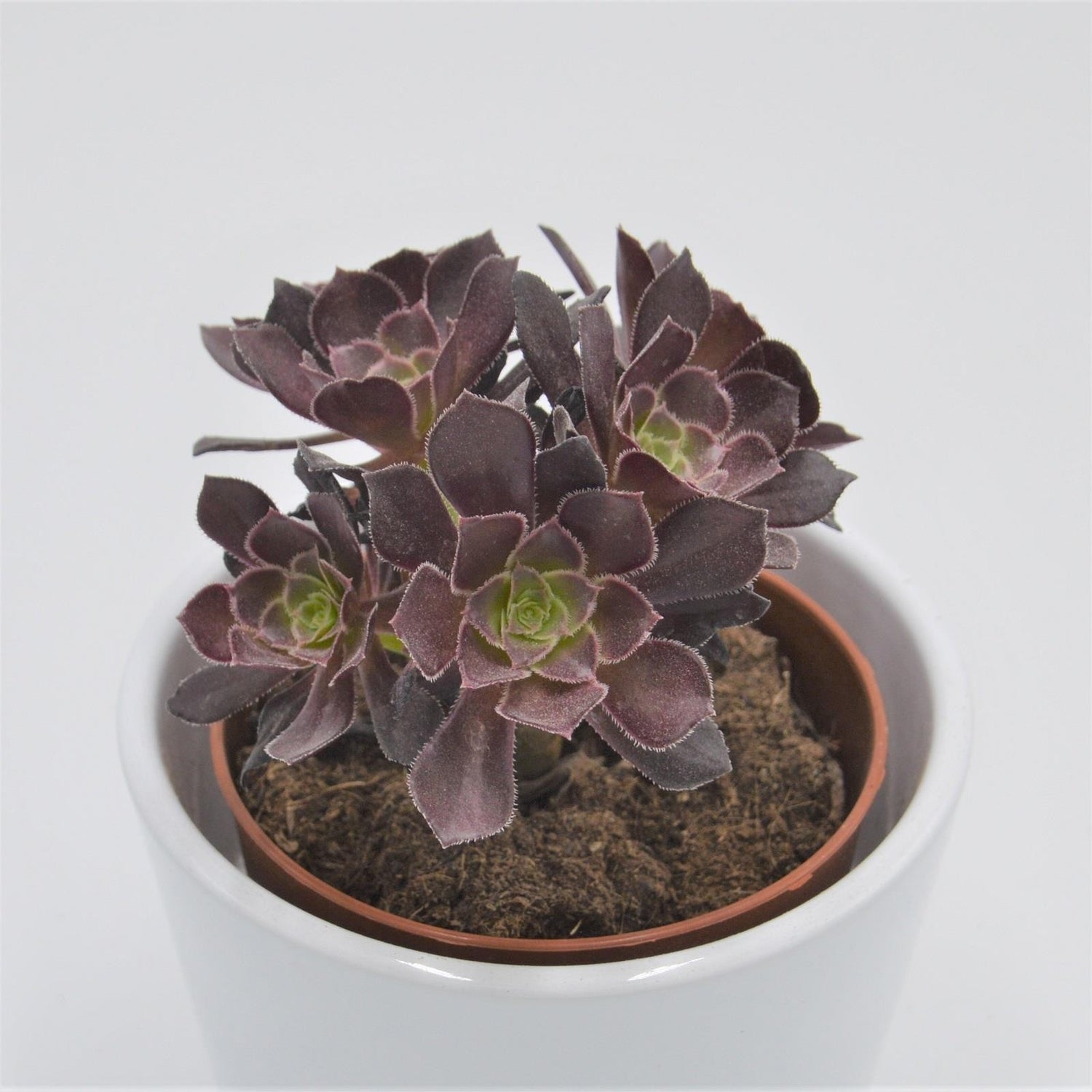 Aeonium arboreum Velours - 8,5cm